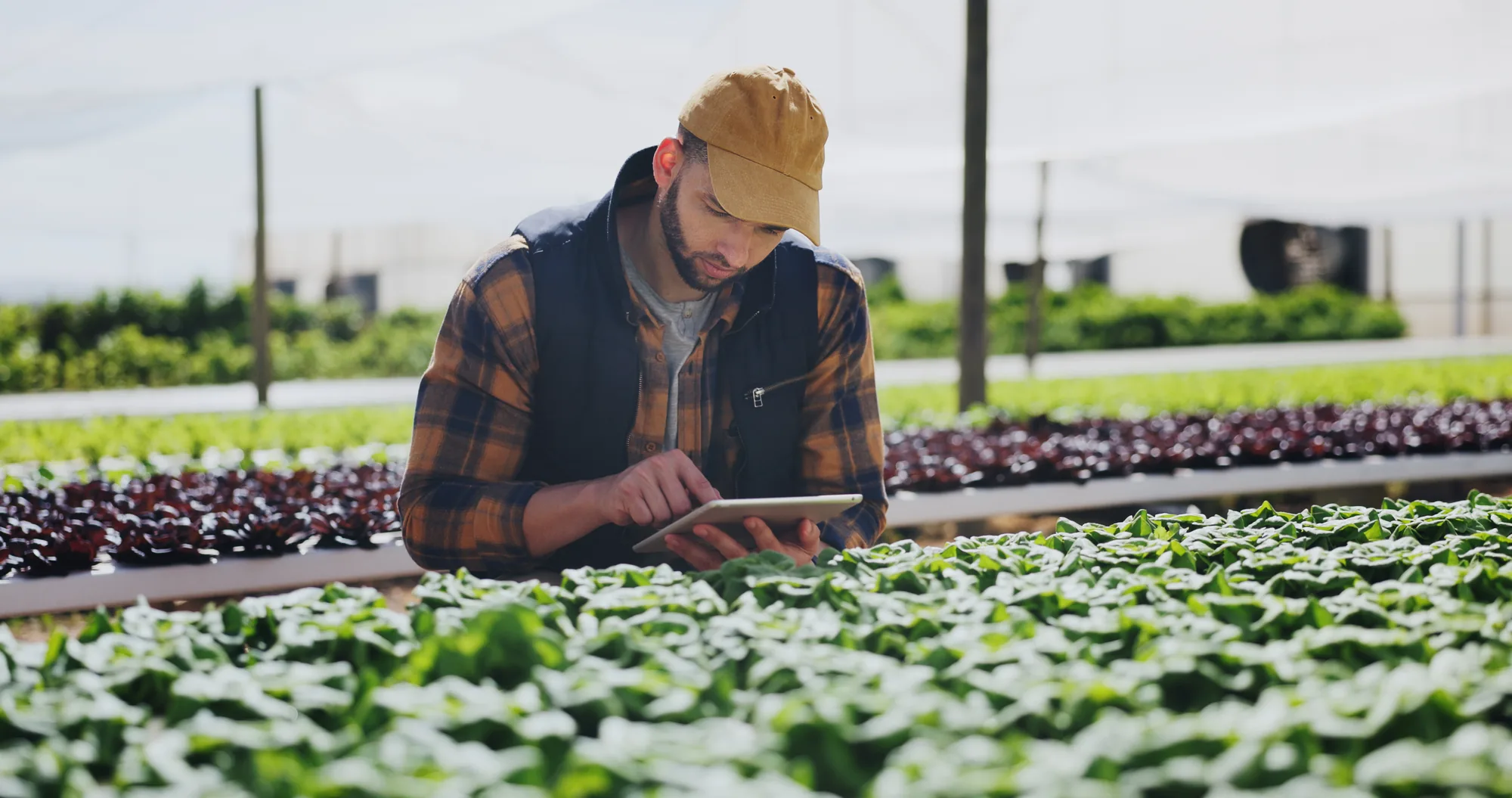An inspector recording a produce inspection on a tablet in a growing house